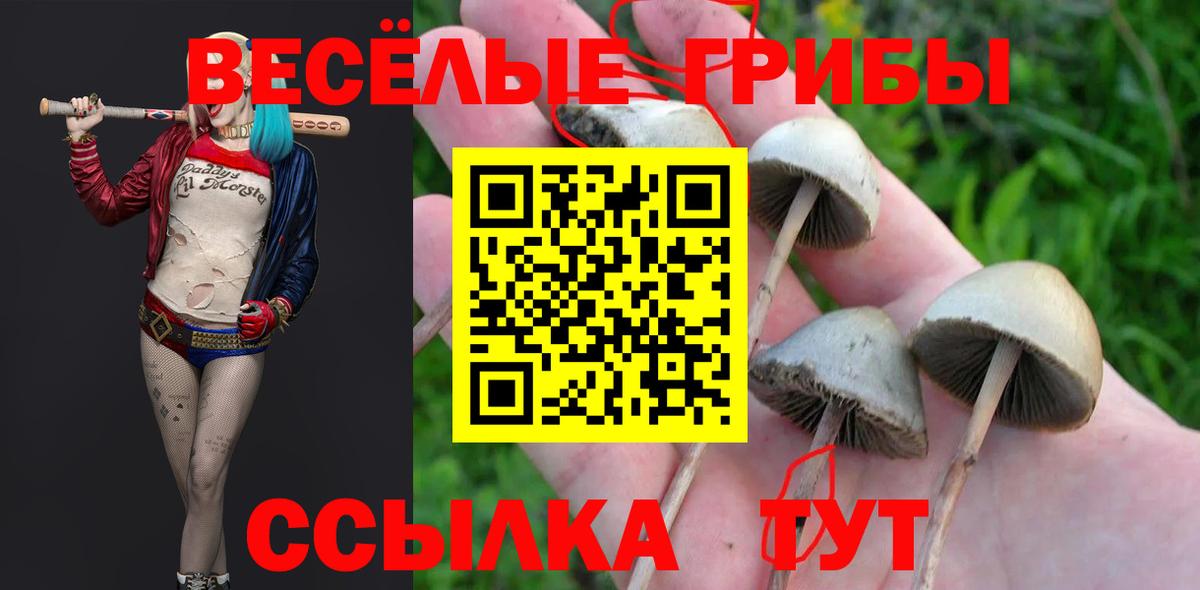 Галлюциногенные грибы Psilocybine cubensis Волжский